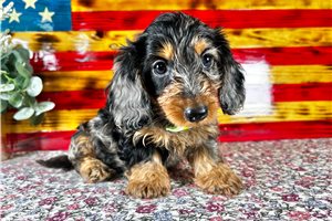Alister - puppy for sale