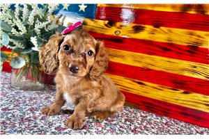 Apple - puppy for sale