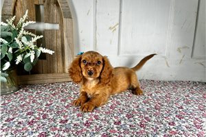 Apple - Dachshund, Mini for sale