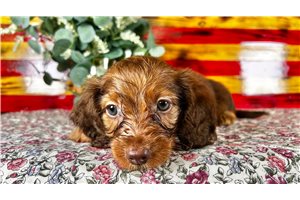 Atom - puppy for sale