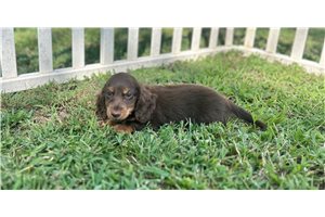 Willy - Dachshund, Mini for sale