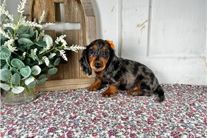 Annie - Mini Dachshund for sale
