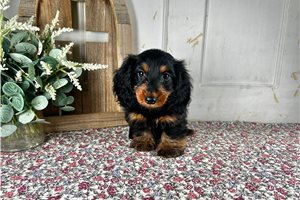 Archie - Dachshund, Mini for sale