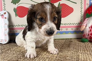 Harley - Mini Dachshund for sale
