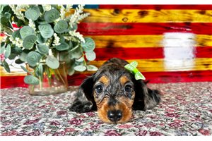 Annie - puppy for sale