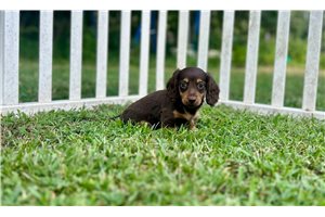 Wendy - Dachshund, Mini for sale
