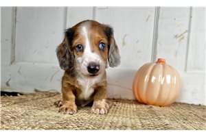 Fitzgerald - Mini Dachshund for sale