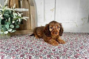 Atom - Dachshund, Mini for sale
