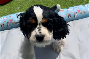 Nova - puppy for sale