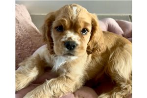 Noah - Cockalier for sale