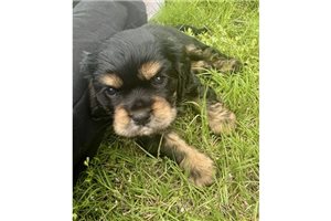Nevaeh - Cockalier for sale