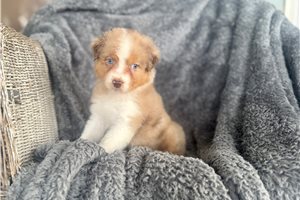 Bubbles - puppy for sale