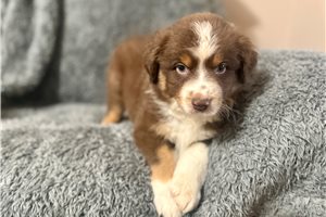 Professor - puppy for sale