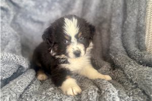 ButterCup - puppy for sale