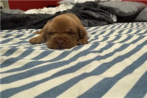 Fletcher - puppy for sale