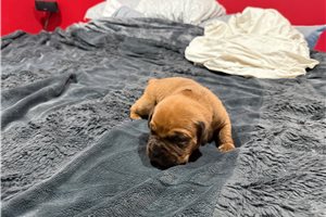 Flint - puppy for sale