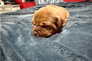 Finley - puppy for sale