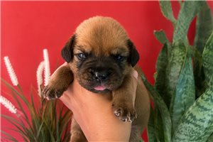 Felicity - puppy for sale