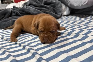 Felina - puppy for sale