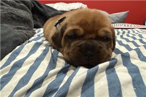 Fisher - puppy for sale