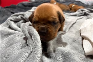 Finnegan - puppy for sale