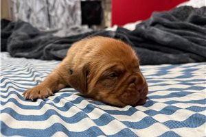 Felina - Dogue De Bordeaux for sale