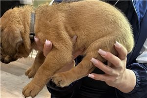 beige - Dogue De Bordeaux for sale