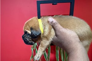 Freda - puppy for sale