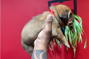 Friar - puppy for sale