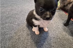 Febe - Pomchi for sale