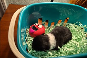 Febe - Pomchi for sale