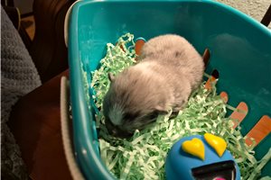 Fenton - Pomchi for sale