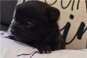 Faye - puppy for sale