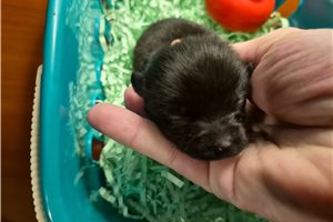 Faye - Pomchi for sale