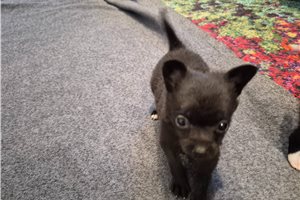 Faye - Pomchi for sale