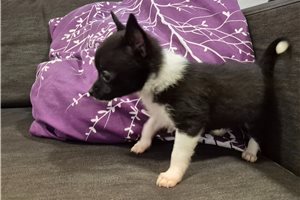 Febe - Pomchi for sale