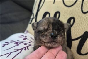 Finn - puppy for sale