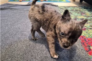 Finn - Pomchi for sale