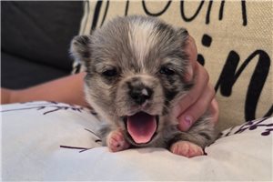 Fenton - puppy for sale