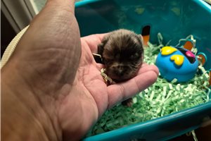 Finn - Pomchi for sale