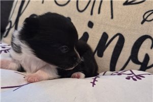 Febe - Pomchi for sale
