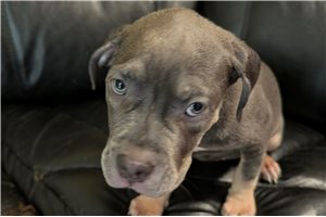 Abel - American Bully for sale