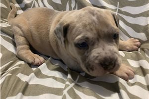 August - American Bully for sale
