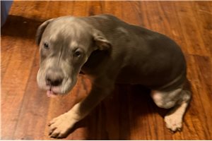 Abel - American Bully for sale