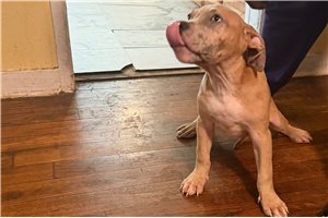August - American Bully for sale