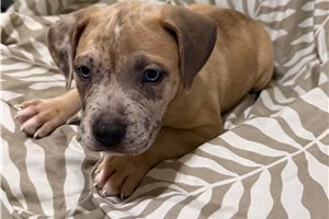 August - American Bully for sale