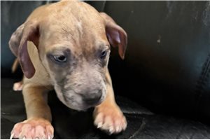 August - American Bully for sale