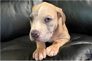Anthony - American Bully for sale