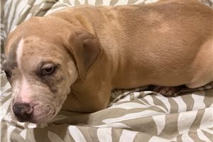 Anthony - American Bully for sale