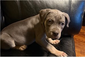 Abel - American Bully for sale